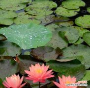 一朵含羞而坚强的睡莲 睡莲的寓意与象征