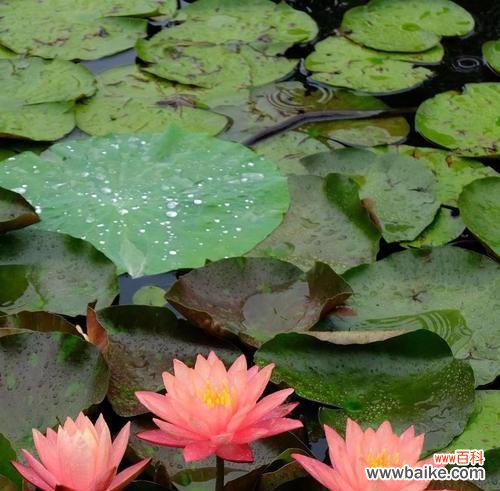 一朵含羞而坚强的睡莲 睡莲的寓意与象征