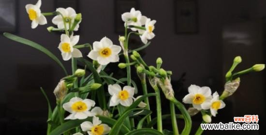 水仙花的美丽与坚韧 水仙开花的寓意与启示