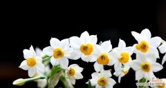 水仙花的美丽与坚韧 水仙开花的寓意与启示