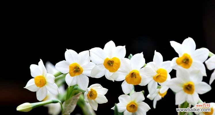 水仙花的美丽与坚韧 水仙开花的寓意与启示