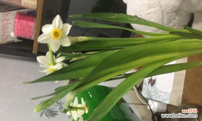 水仙花的美丽与坚韧 水仙开花的寓意与启示