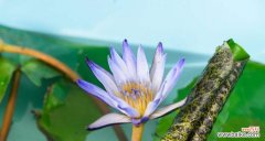 揭开睡莲科代表植物的神秘面纱 睡莲科代表植物的奇妙之美