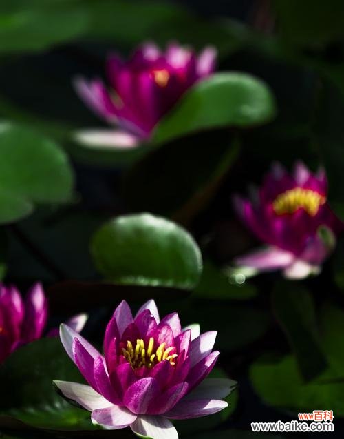 探寻睡莲的美丽与哲思 睡莲的象征意义和寓意