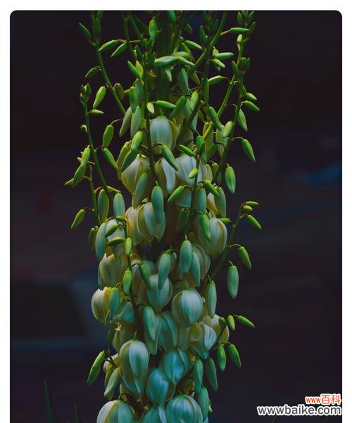 探寻丝兰花语的深刻内涵和传递的意义 丝兰花语——诠释美好与祝福的语言