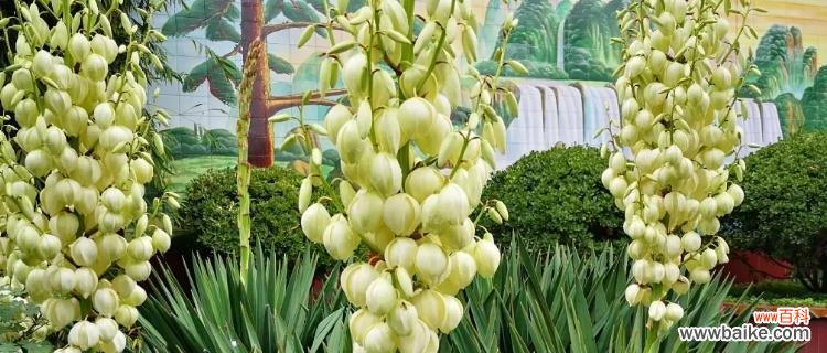 探寻丝兰花语的深刻内涵和传递的意义 丝兰花语——诠释美好与祝福的语言