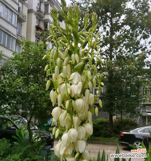 以花言巧语传递情感与心意的艺术 丝兰花语与寓意