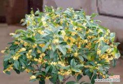 四季桂花的花语与四季之美相映成趣 四季桂花的花语