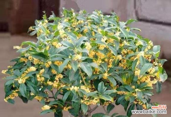 四季桂花的花语与四季之美相映成趣 四季桂花的花语