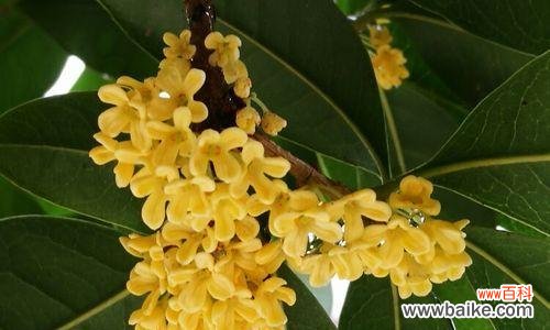 四季桂花的花语与四季之美相映成趣 四季桂花的花语