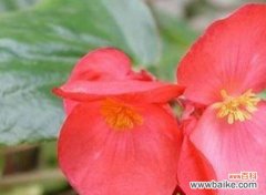 四季海棠花的花语及其隐藏的意义 四季海棠花