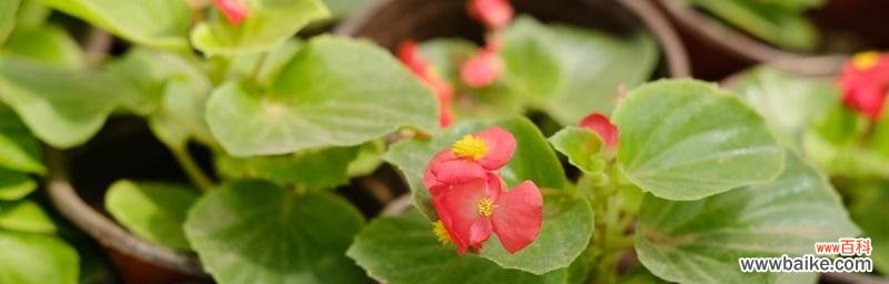 四季海棠花的美丽与寓意 四季海棠花花语