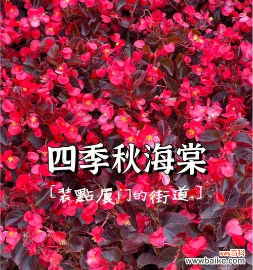 四季海棠花的美丽与寓意 四季海棠花花语