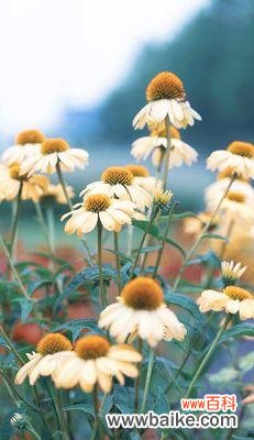 用一朵松果菊解读心愿与情感 松果菊的花语及寓意解读