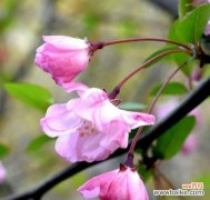 生命力永恒的希望 四季海棠花语