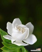 探寻栀子花语的深意与象征意义 栀子花语与情感的交织