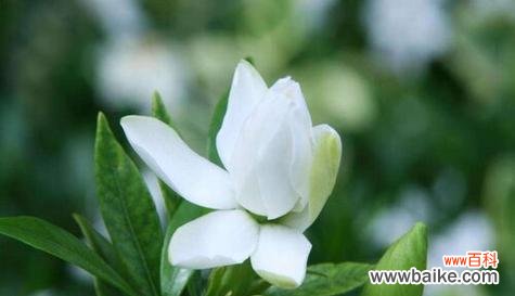 绽放在岁月中的浪漫 栀子花