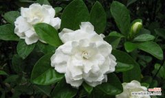 绽放在岁月中的浪漫 栀子花