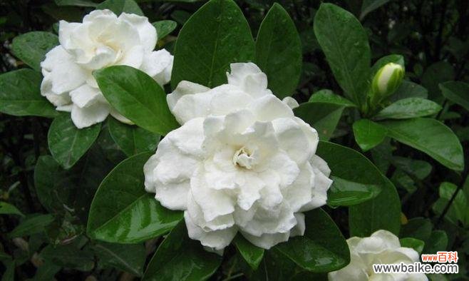 绽放在岁月中的浪漫 栀子花