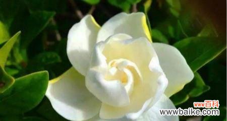 绽放在岁月中的浪漫 栀子花