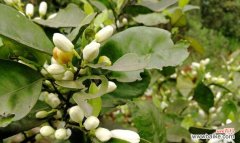 橘子花的文化意义及寓意解读 橘子花