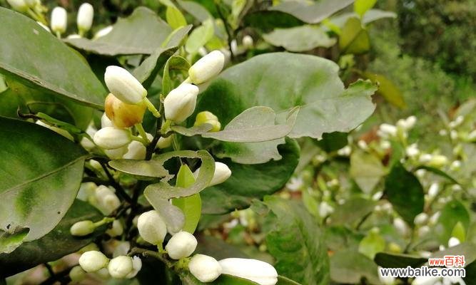 橘子花的文化意义及寓意解读 橘子花