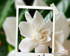 清香芬芳的栀子花 栀子花的花语与象征