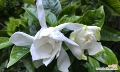 栀子花的芬芳与生命的启示 栀子花开的寓意——追寻内心的美好