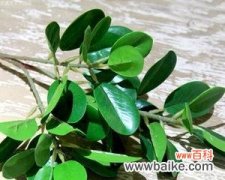 探寻榕树之美 榕树的花语与文化寓意