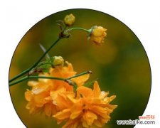 传说中的神奇花朵 棣棠花