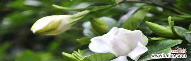 花开香满园 栀子花的意义与象征