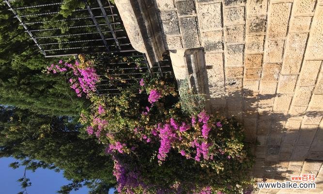 揭示橄榄花的象征意义 橄榄花