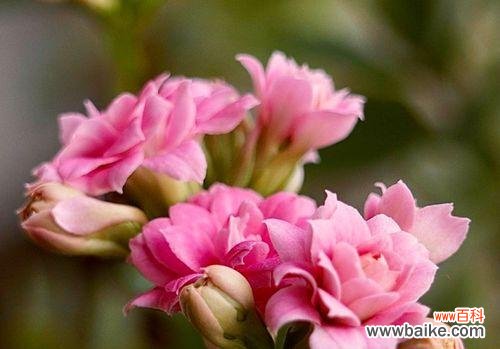 揭示橄榄花的象征意义 橄榄花