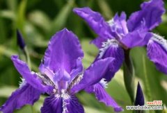 探索鸢尾花的意义与象征 鸢尾花的花语与象征