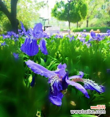 探究鸢尾花的神秘花语 鸢尾花的花语与意义