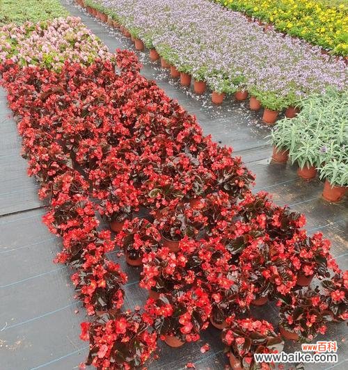 四季秋海棠 四季秋海棠花语