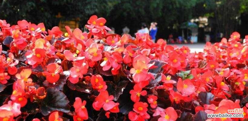 四季秋海棠 四季秋海棠花语