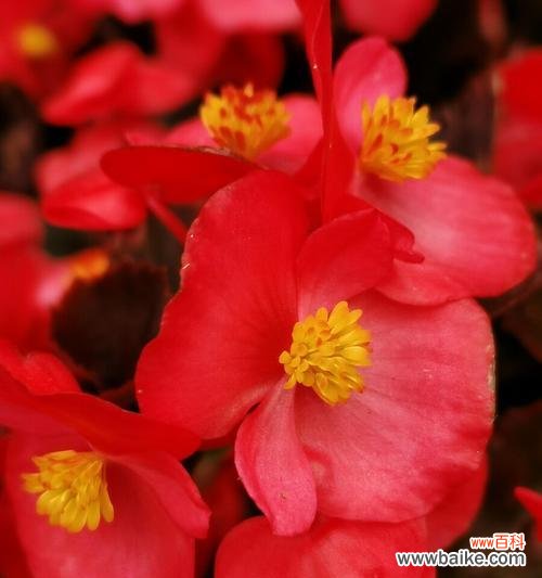 四季海棠花语的美丽与哲理 四季海棠花语