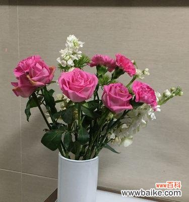 苏醒玫瑰花语 苏醒玫瑰