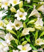 探索梯伯百合的花语 梯伯百合花语