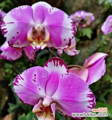 探寻兰花的神秘语言 兰花的花语与美丽传承