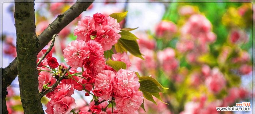 绚丽多彩的桃花世界 桃花盛开，春满人间