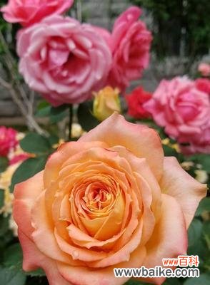 唤醒心灵的柔美与激情 藤本月季花语