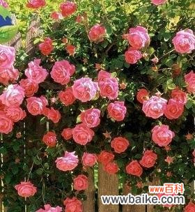 唤醒心灵的柔美与激情 藤本月季花语