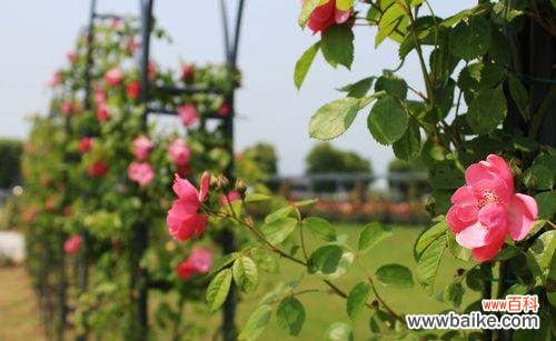 唤醒心灵的柔美与激情 藤本月季花语