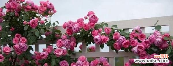 赏析以藤本月季花语 以藤本月季花语之美——内外兼修