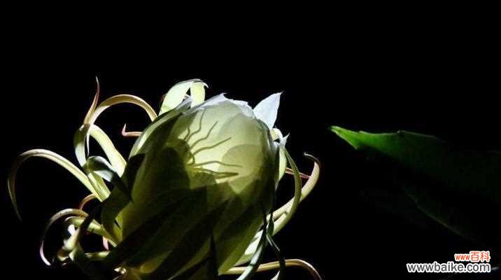 昙花的花语与象征意义 昙花