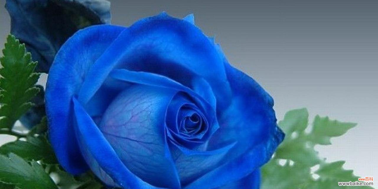 探秘11朵花的深意 11朵花语的含义及象征