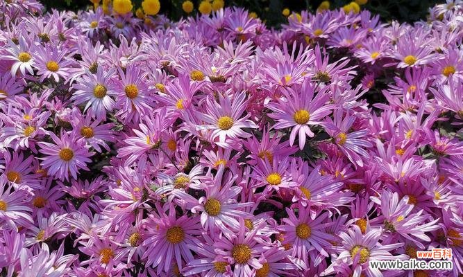 揭秘黄色菊花所代表的情感和象征 黄色菊花的花语和意义解析