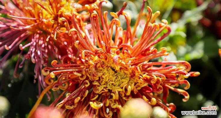 揭秘黄色菊花所代表的情感和象征 黄色菊花的花语和意义解析